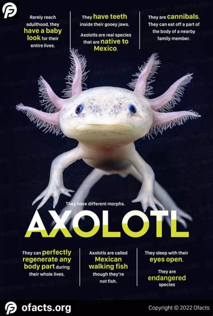 Discovering The Fascinating World Of Axolotls: 5 Types Of Axolotls You Should Know About