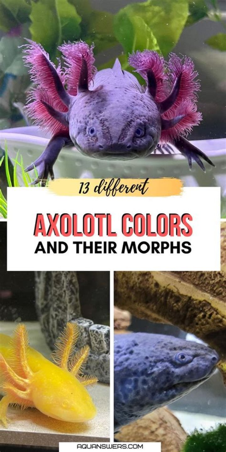 Exploring The Vibrant World Of Axolotl Colors