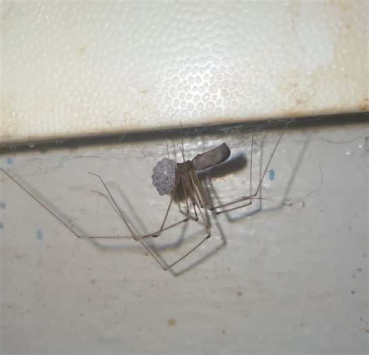Is That A Pregnant Spider Lurking In Your Home?